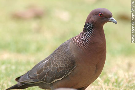 Picazuro Pigeon - Fauna - MORE IMAGES. Photo #21774