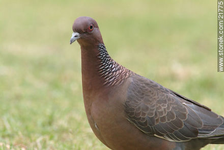 Picazuro Pigeon - Fauna - MORE IMAGES. Photo #21775
