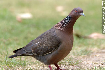 Picazuro Pigeon - Fauna - MORE IMAGES. Photo #21777