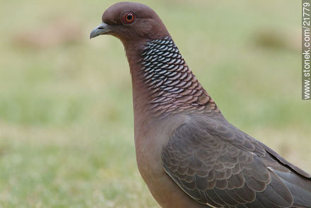 Picazuro Pigeon - Fauna - MORE IMAGES. Photo #21779