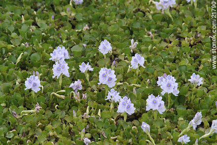 Camalotes en flor - Flora - IMÁGENES VARIAS. Foto No. 21790