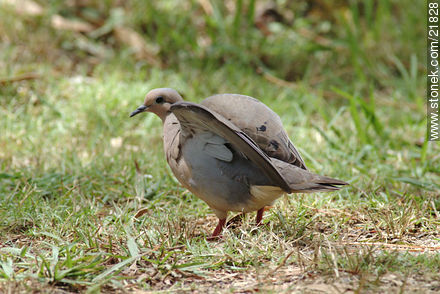 Eared Dove - Fauna - MORE IMAGES. Photo #21828