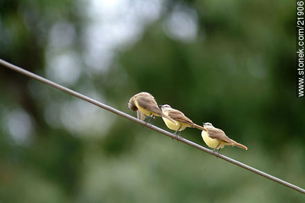 Tropical Kingbird - Fauna - MORE IMAGES. Photo #21906