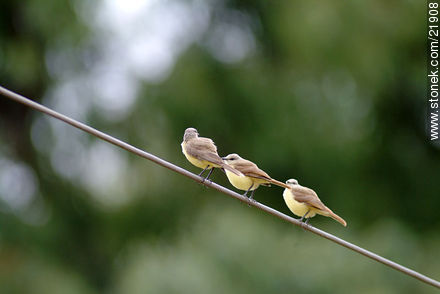 Tropical Kingbird - Fauna - MORE IMAGES. Photo #21908