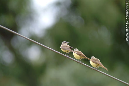 Tropical Kingbird - Fauna - MORE IMAGES. Photo #21910