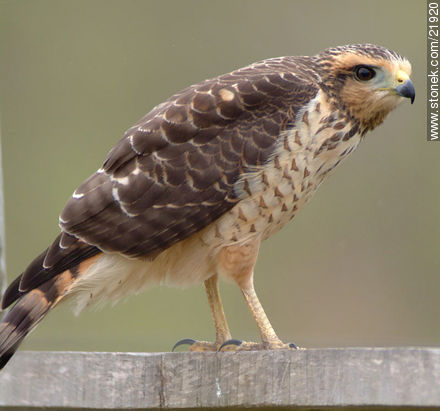 Roadside Hawk - Fauna - MORE IMAGES. Photo #21920
