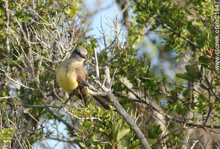 Tropical Kingbird - Department of Maldonado - URUGUAY. Photo #21947