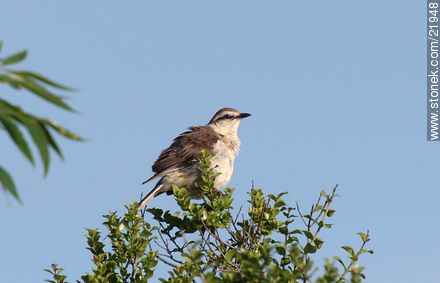 Chalk-browed Mockingbird - Fauna - MORE IMAGES. Photo #21948