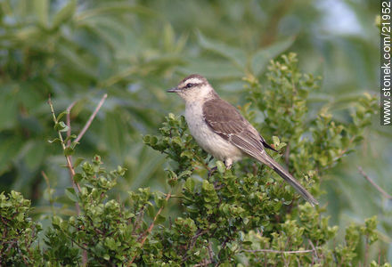Chalk-browed Mockingbird - Fauna - MORE IMAGES. Photo #21952