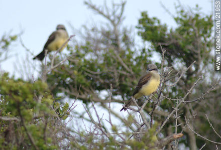 Tropical Kingbird - Fauna - MORE IMAGES. Photo #21953