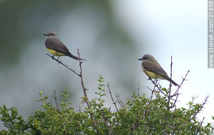 Tropical Kingbird - Department of Maldonado - URUGUAY. Photo #21956