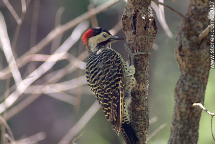 Woodpecker - Fauna - MORE IMAGES. Photo #22007