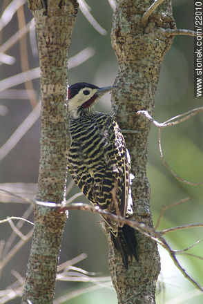 Woodpecker - Department of Maldonado - URUGUAY. Photo #22010