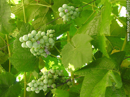 Vid, uvas - Flora - IMÁGENES VARIAS. Foto No. 22035