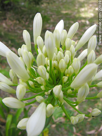 Agapanthus - Flora - MORE IMAGES. Photo #22039
