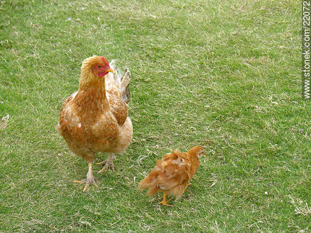 Gallinas - Departamento de Maldonado - URUGUAY. Foto No. 22072