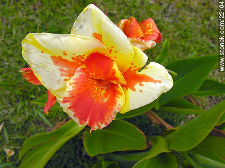 Gladiolo - Flora - IMÁGENES VARIAS. Foto No. 22104