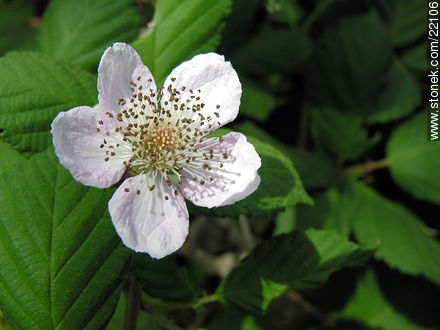Flor de la zarzamora - Flora - IMÁGENES VARIAS. Foto No. 22106