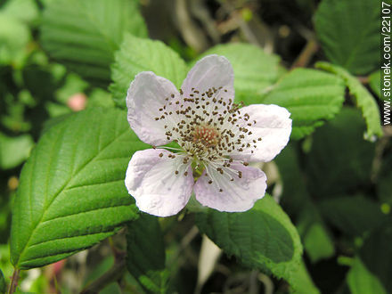 Flor de la zarzamora - Flora - IMÁGENES VARIAS. Foto No. 22107