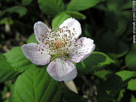 Flor de la zarzamora - Flora - IMÁGENES VARIAS. Foto No. 22108