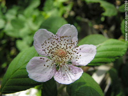 Flor de la zarzamora - Flora - IMÁGENES VARIAS. Foto No. 22109