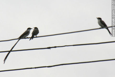 Fork-tailed Flycatcher - Fauna - MORE IMAGES. Photo #22157