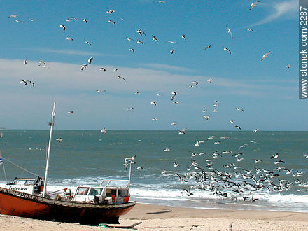 Gaviotas a la pesca de los desechos de pesca. - Departamento de Rocha - URUGUAY. Foto No. 2287