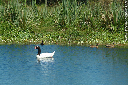 Black neck swan - Fauna - MORE IMAGES. Photo #11659