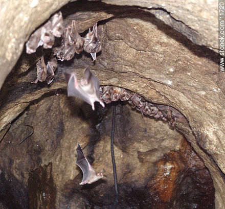 Vampiros colgados del techo de una cueva en las Grutas de Salamanca. - Departamento de Maldonado - URUGUAY. Foto No. 11720