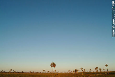 Vista abierta de los palmares a cielo abierto - Departamento de Rocha - URUGUAY. Foto No. 11780