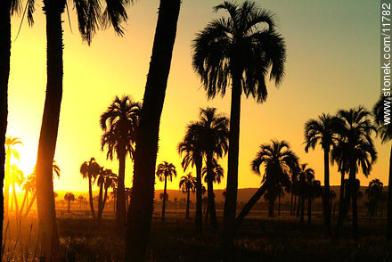 Palm trees at sunset - Department of Rocha - URUGUAY. Photo #11782