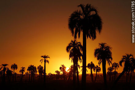 Palm trees at sunset - Department of Rocha - URUGUAY. Photo #11785
