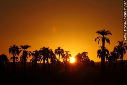 Palm grove at sunset - Department of Rocha - URUGUAY. Photo #11787
