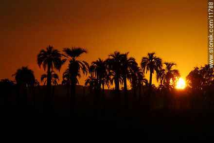 Palm grove at sunset - Department of Rocha - URUGUAY. Photo #11788