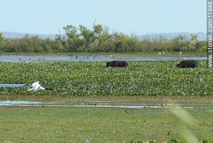 Cisne de cuello negro en vuelo, vacas comiendo camalotes. - Departamento de Rocha - URUGUAY. Foto No. 11948