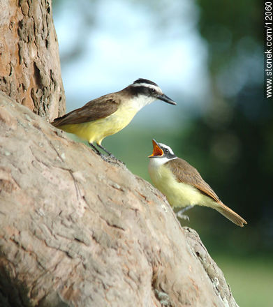 Great Kiskadee and its chick - Fauna - MORE IMAGES. Photo #12060