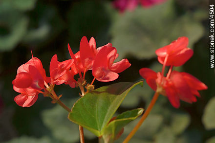 Begonia - Flora - IMÁGENES VARIAS. Foto No. 4504
