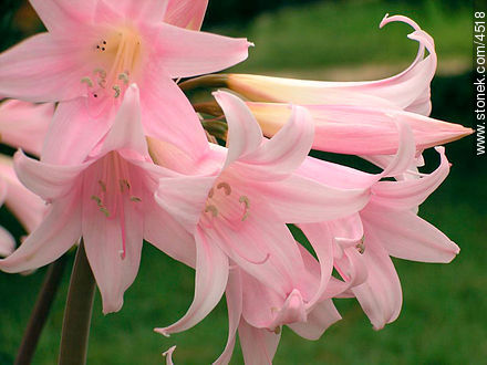 Azucena de flor rosada - Stonek Fotografía - Foto No. 4518