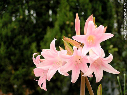 Azucena de flor rosada - Flora - IMÁGENES VARIAS. Foto No. 4519