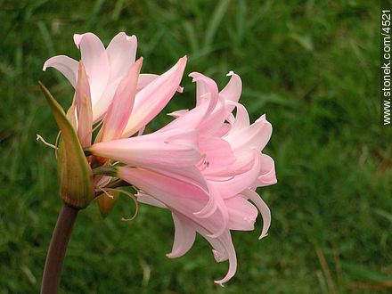 Azucena de flor rosada - Flora - IMÁGENES VARIAS. Foto No. 4521