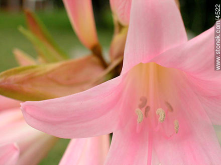 Azucena de flor rosada - Stonek Fotografía - Foto No. 4522