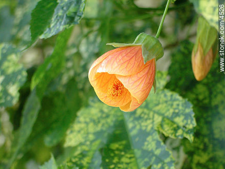 Farolito japonés - Flora - IMÁGENES VARIAS. Foto No. 4526