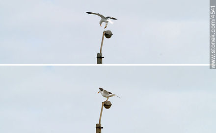 Seagull - Fauna - MORE IMAGES. Photo #4541