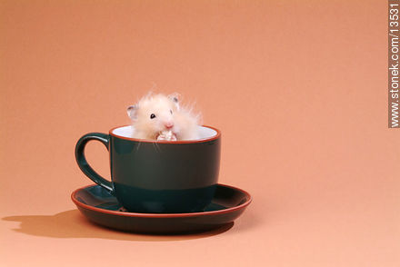 Hamster desayunando en una taza -  - IMÁGENES VARIAS. Foto No. 13531