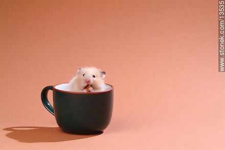 Hamster desayunando en una taza -  - IMÁGENES VARIAS. Foto No. 13535
