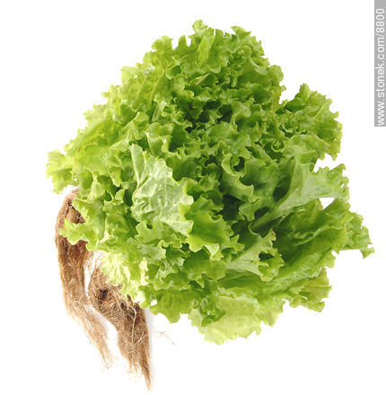 Hydroponic curly lettuce with roots  -  - MORE IMAGES. Photo #8800