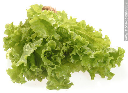 Hydroponic curly lettuce with roots  -  - MORE IMAGES. Photo #8802