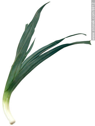 Leek with leaves  -  - MORE IMAGES. Photo #8812