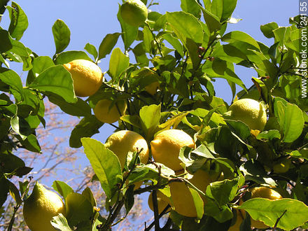 Lemon tree - Department of Florida - URUGUAY. Photo #24155