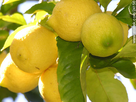 Lemon tree - Department of Florida - URUGUAY. Photo #24156